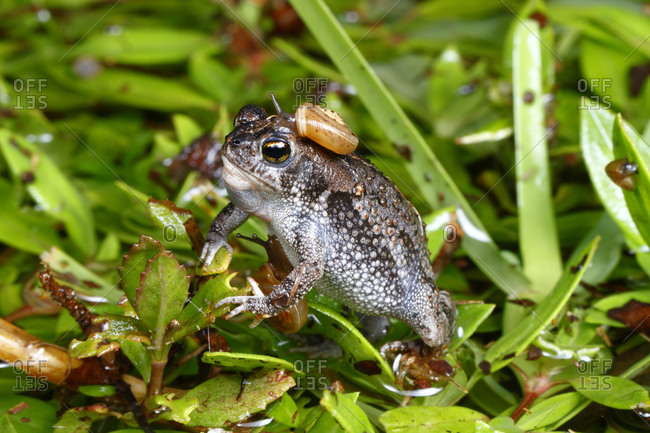 A Tiny oak toad, Anaxyrus quercicus, with detritus foraging snails attached to its head and body
