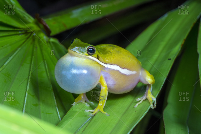 A Male American green tree frog, Hyla cinerea, calling to attract mate