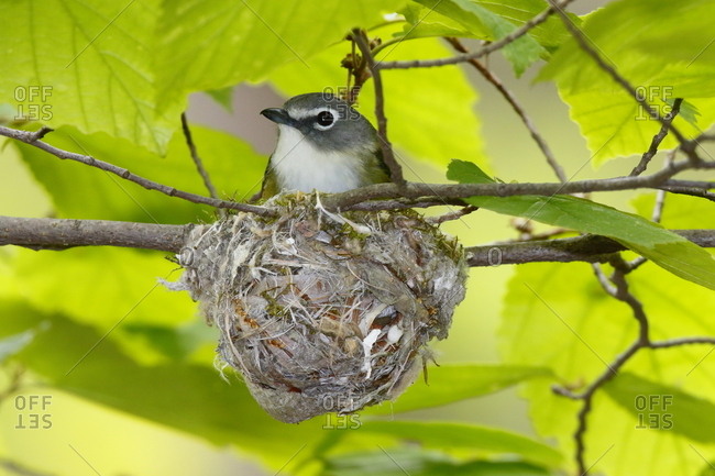 A Male solitary vireo, Vireo solitarius, resting in its nest