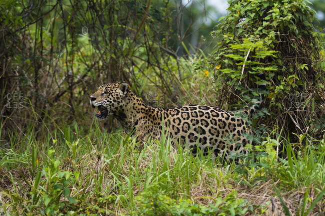 A Jaguar, Panthera onca, looking for prey near the Cuiaba River in Brazil