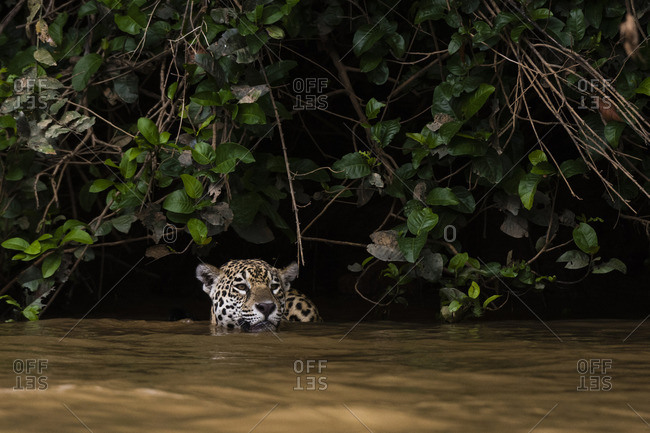 A Jaguar, Panthera onca, swimming in the Cuiaba River