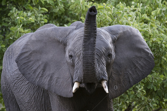 An African elephant, Loxodonta africana, scenting the air in Chobe National Park\'s Savuti marsh