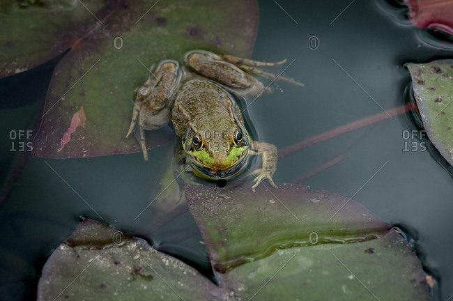 Green frog, Lithobates clamitans, half submerged in a pond