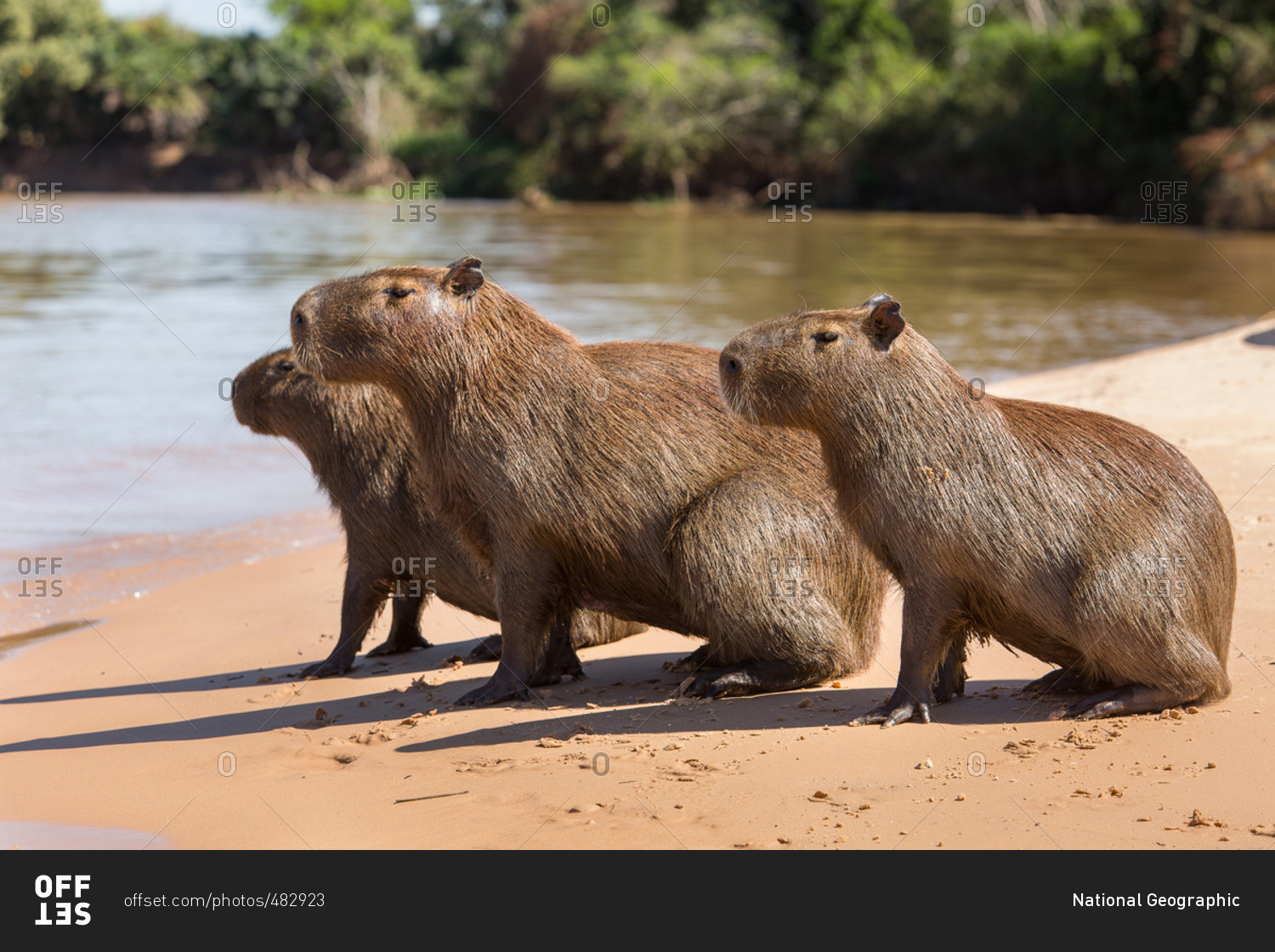 A Group Of Capybara Hydrochoerus Hydrochaeris Sitting On The Images, Photos, Reviews