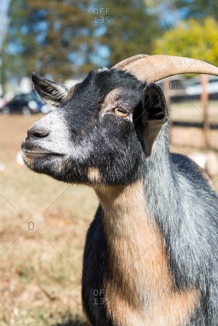 A curious goat at an animal refuge in rural Virginia