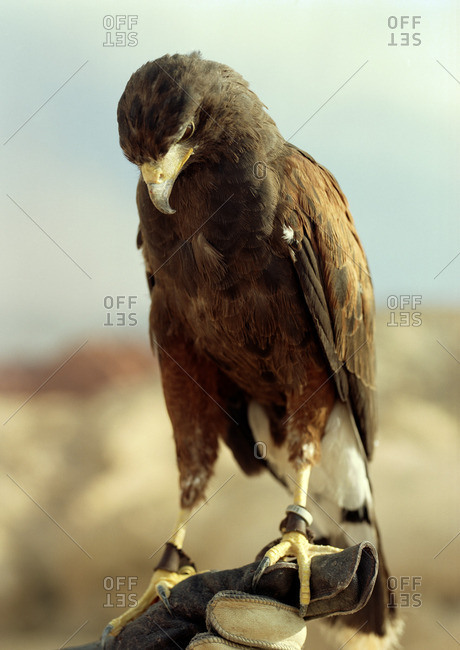 Falcon perched on a falconer's glove
