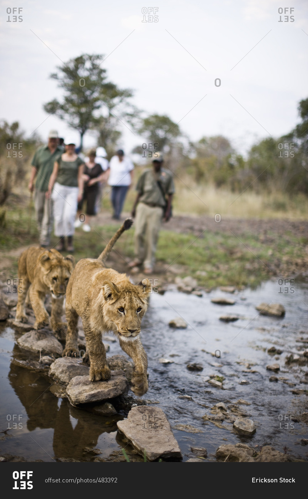Tourists and a park ranger watching lion cubs