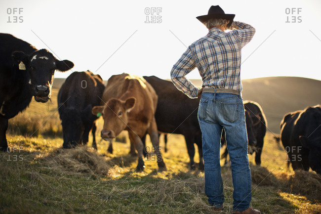 Rancher looking out over his cattle field.