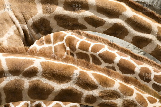 Detail of a giraffe neck pattern