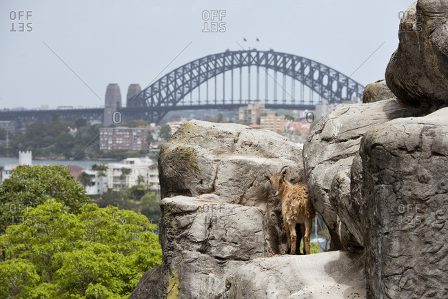Mountain goat at a zoo in Sydney, Australia