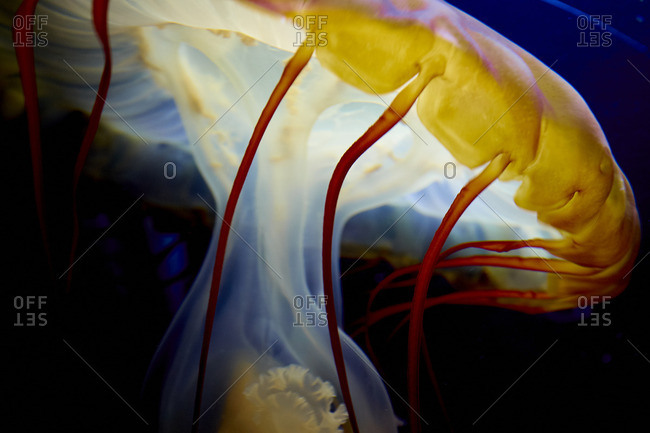 Close up of a jellyfish in dark water