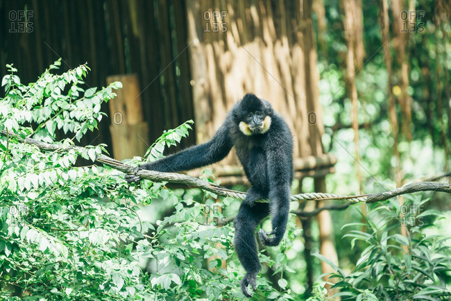 White-Cheeked Gibbon (Hylobates leucogenys)