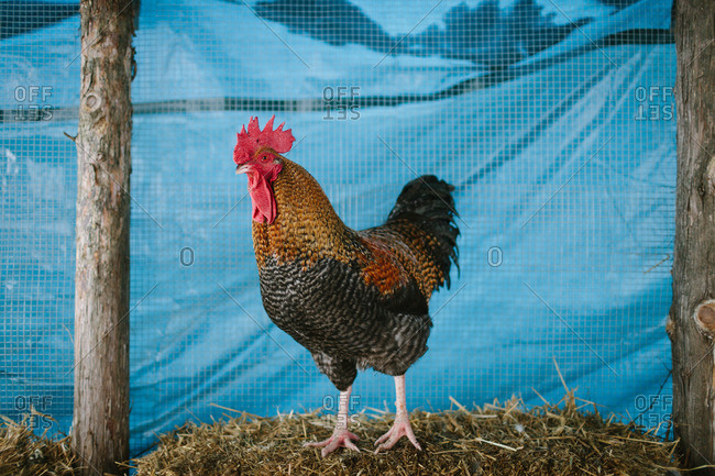 A rooster in its pen