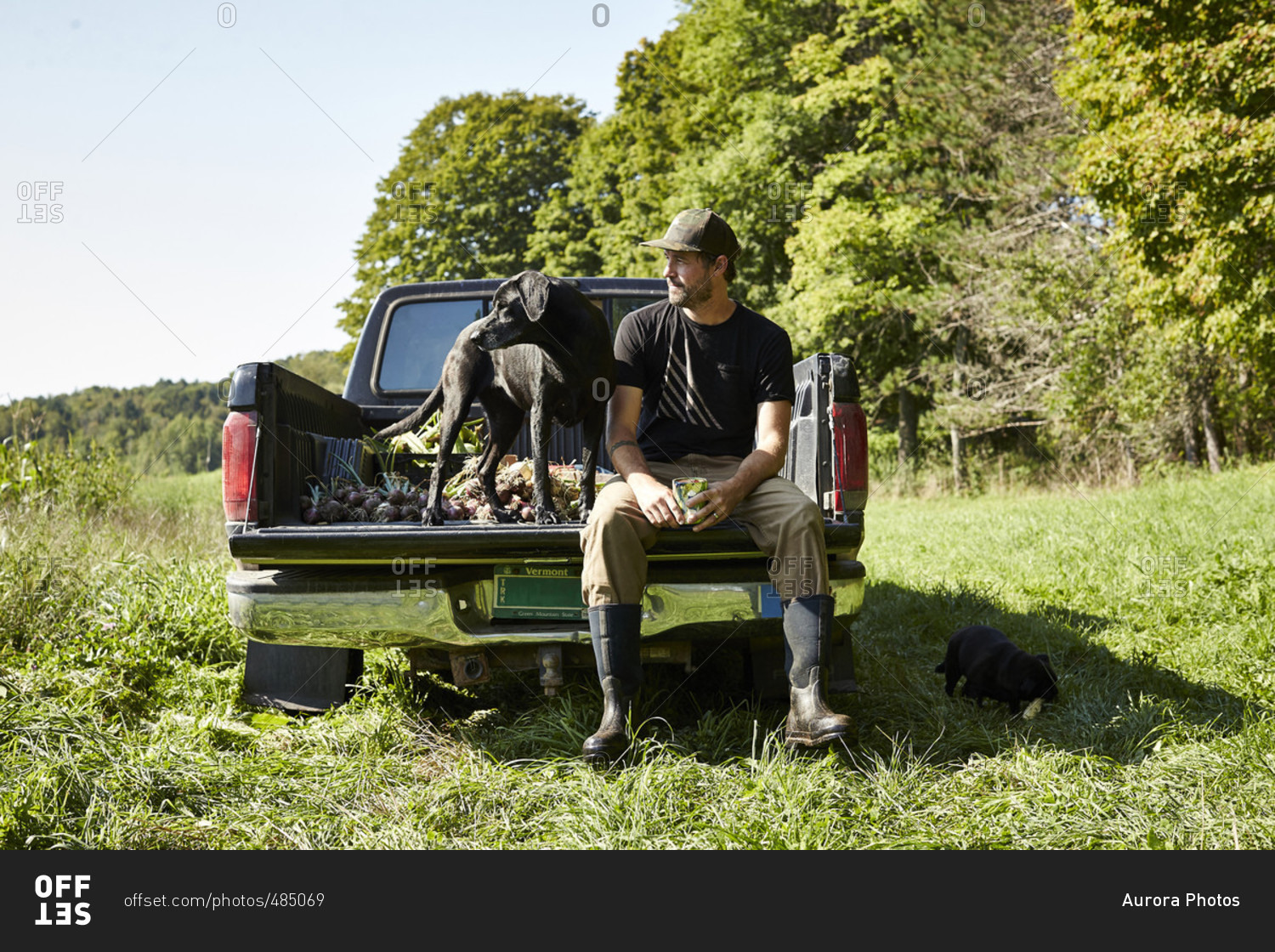 A Farmer And His Dog Sit In His Truck After Harvesting Vegetables