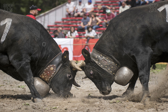 Cow Fighting Is A Traditional Swiss Event In Which A Cow Fights Another Cow