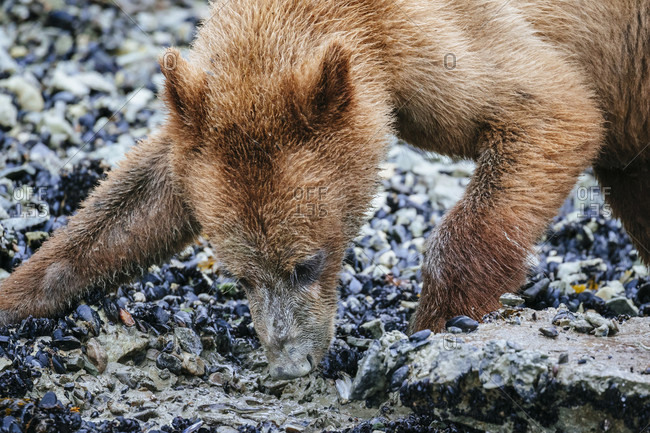 Juvenile Coastal Brown Bear Moves Aside A Rock To Reveal A Blenny