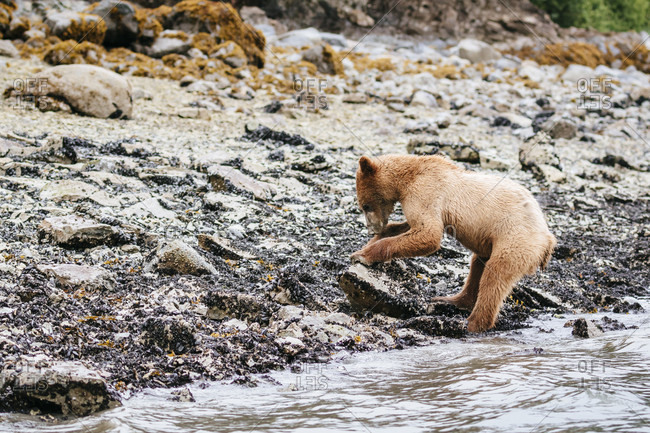 Coastal Brown Bear Lifts A Rock To Search For Food In Muir Inlet