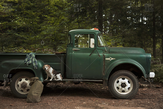 Beagle Sits On Vintage Pick Up Truck In The Adirondack Mountains Stock Images Page Everypixel