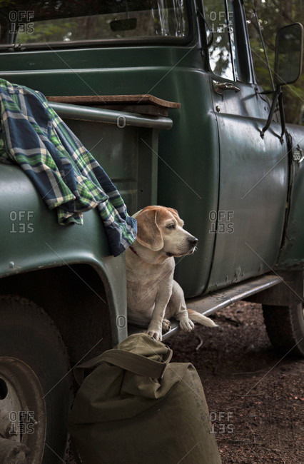 Close-up Of Dog Relaxing On An Old Vintage Pick-up Truck In Adirondack Mountains