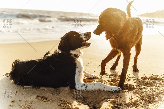 Angry dog while playing in the beach