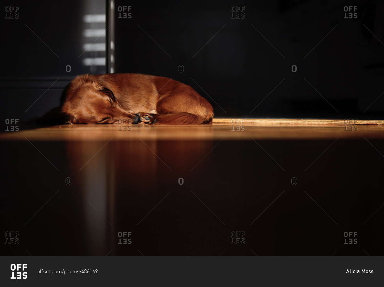 Dog taking a nap on the floor in a patch of light