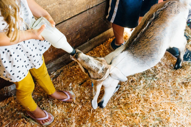 Young girl feeding a goat
