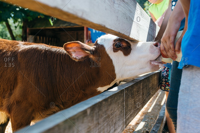Young girl feeding a baby cow