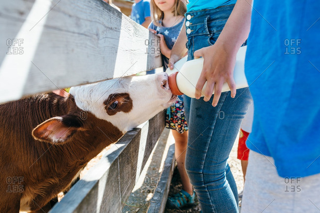 Young girl feeding a baby cow