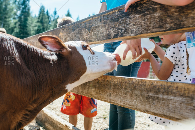 Young girl feeding a cow