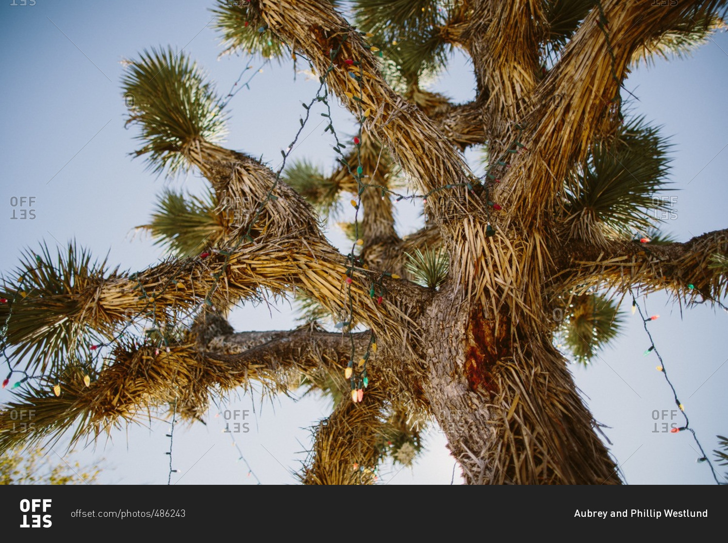 Low Angle View Of A Joshua Tree Decorated With Christmas Lights Stock Photo OFFSET