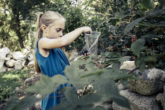 Girl gathering blackberries in plastic bag