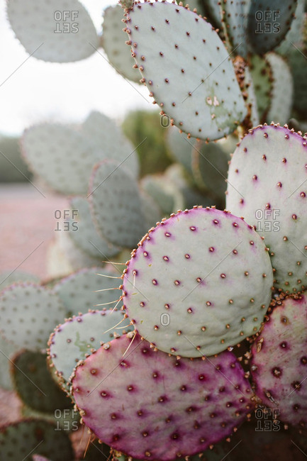 Prickly pear cactus
