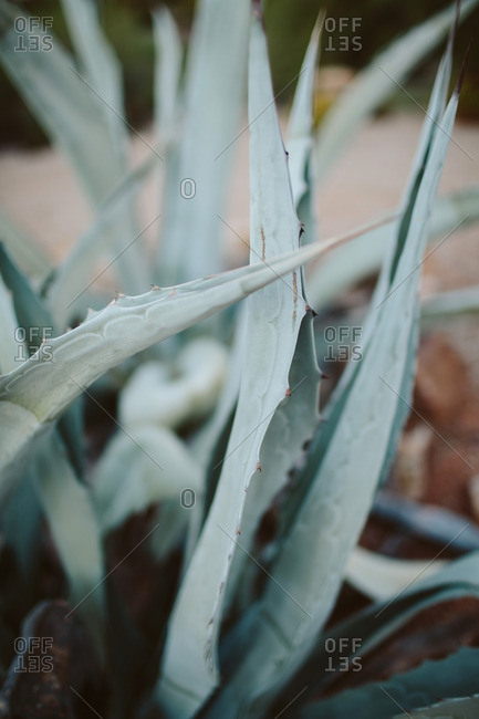 Agave plant