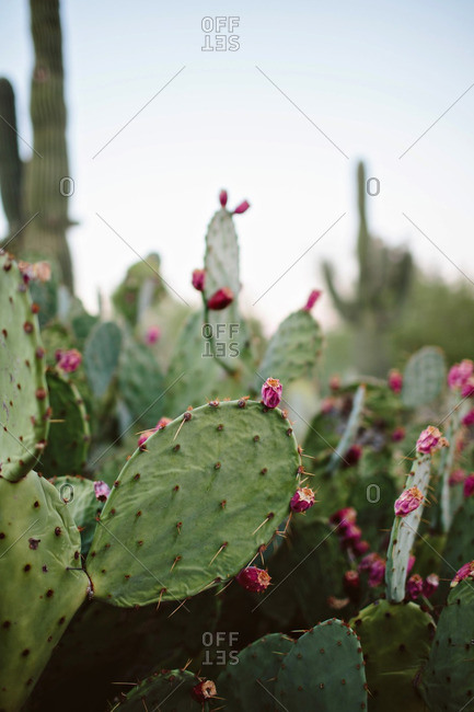 Prickly pear cactus