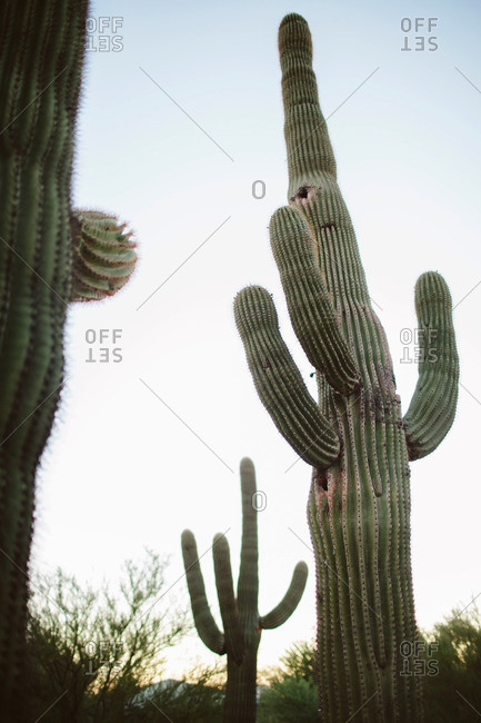 Cactus in Arizona