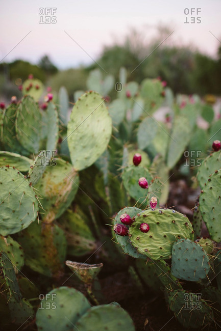 Prickly pear cactus