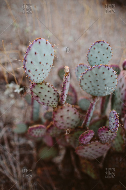 Prickly pear cactus