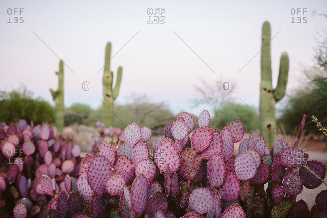 Santa Rita prickly pear cactus with large cactus in the background