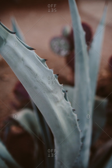 Agave plant in the desert