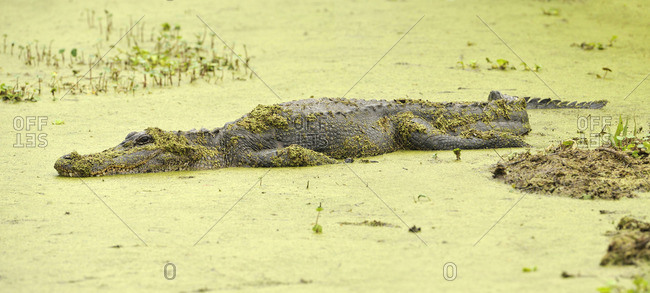 Alligator at Brazos Bend State Park, Texas, United States of America
