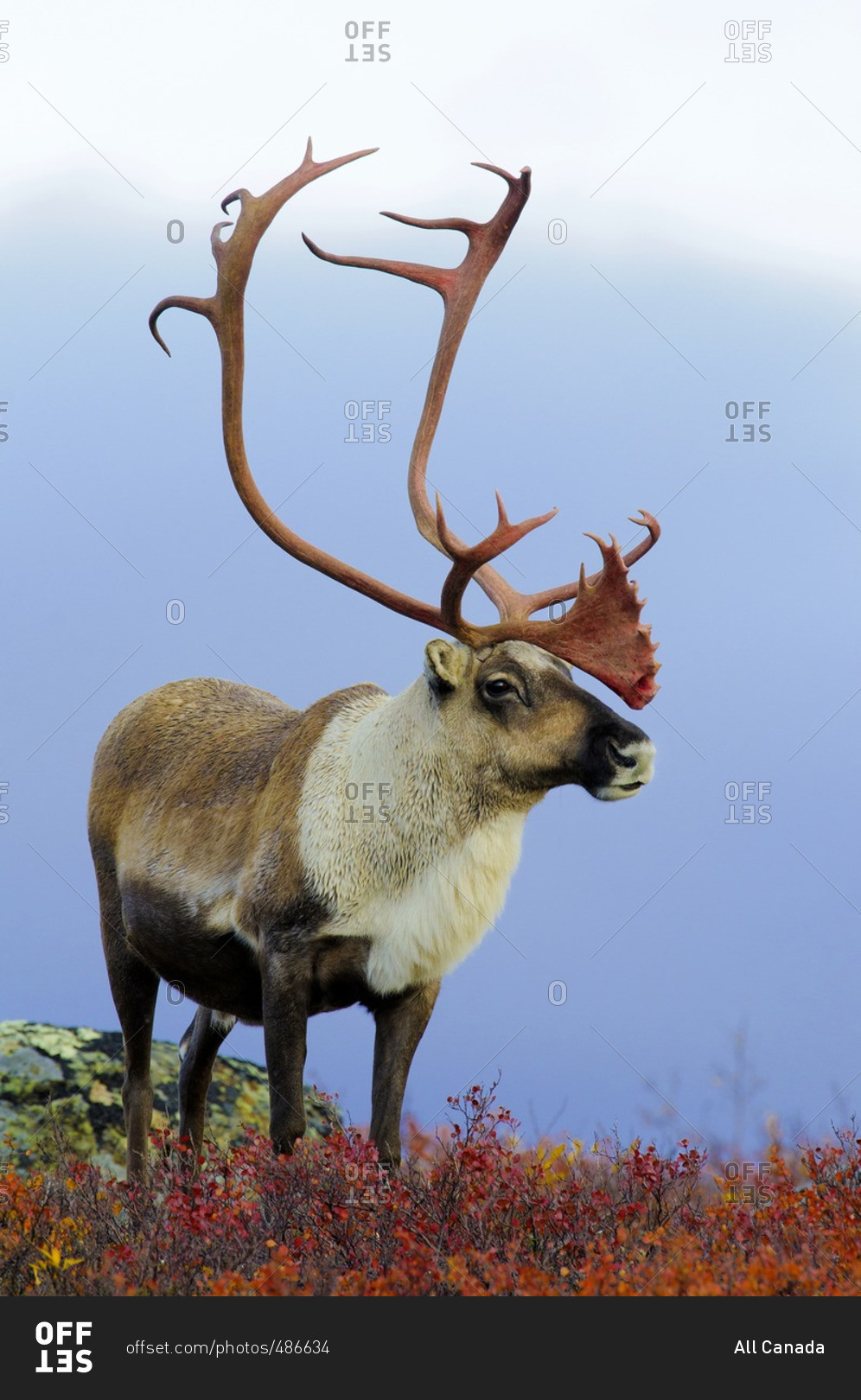 Barren Ground Caribou