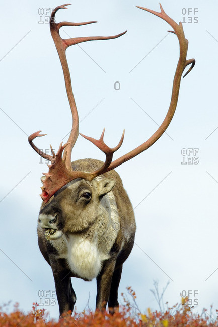 Barren ground caribou bull (Rangifer tarandus), Barren lands, central Northwest Territories, Arctic Canada
