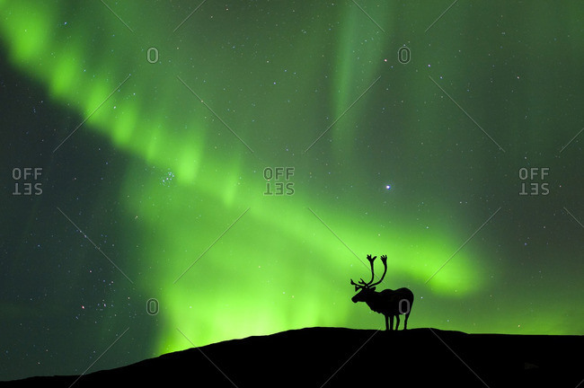 Caribou bull (Rangifer tarandus) silhouetted against the northern lights, Barren lands, central Northwest Territories, Arctic Canada