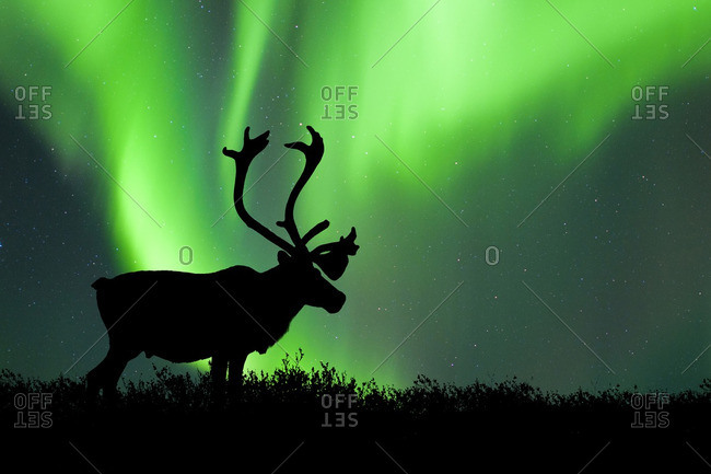 Caribou bull (Rangifer tarandus) silhouetted against the northern lights, Barren lands, central Northwest Territories, Arctic Canada