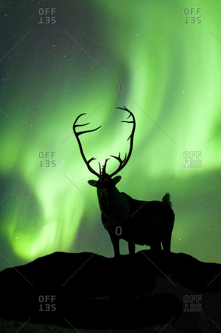 Caribou bull (Rangifer tarandus) silhouetted against the northern lights, Barren lands, central Northwest Territories, Arctic Canada