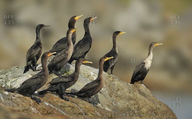 Double-crested Cormorants (Phalacrocorax auritus) on rocks near entrance to Victoria Harbor, Victoria BC