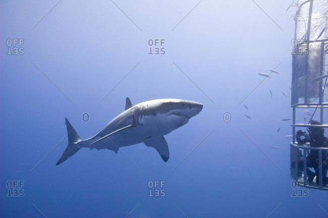 Cage-diving for great white sharks (Carcharodon carcharias), Isla Guadalupe, Baja, Mexico