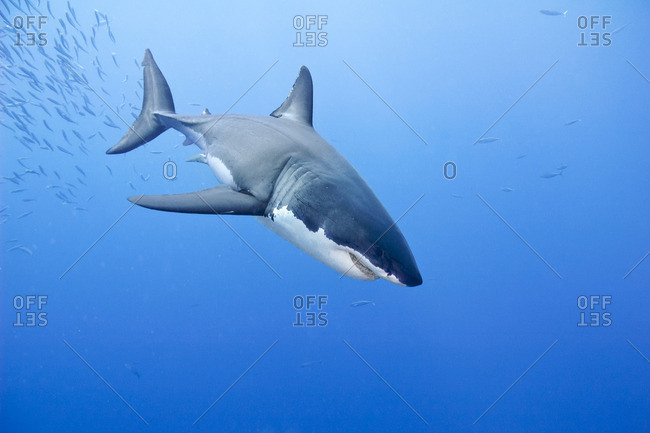 Great white shark (Carcharodon carcharias), Isla Guadalupe, Baja, Mexico
