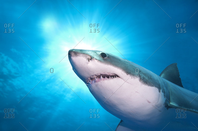 Great white shark (Carcharodon carcharias), Isla Guadalupe, Baja, Mexico