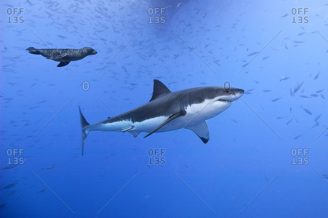 Great white shark (Carcharodon carcharias), being harassed by a juvenile California sea lion (Zalophus californianus), Isla Guadalupe, Baja, Mexico